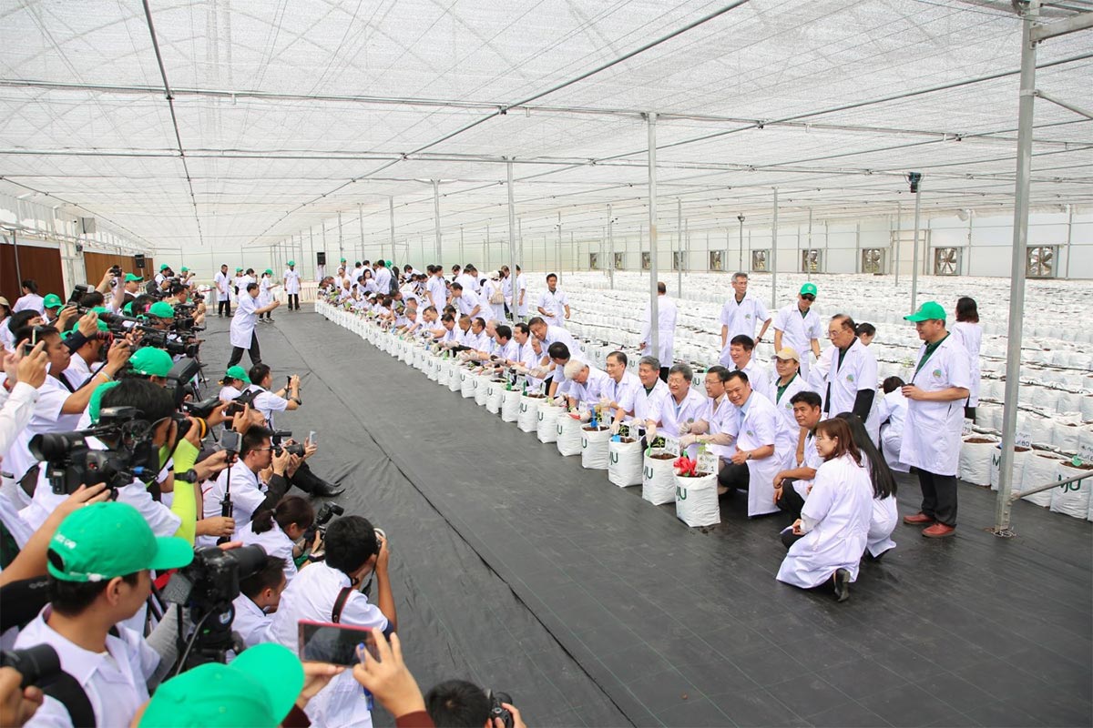 Cannabis médical en Thaïlande