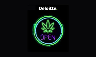 Deloitte et cannabis