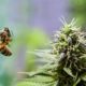 Abeille et cannabis