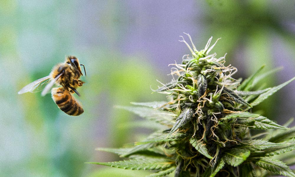 Abeille et cannabis