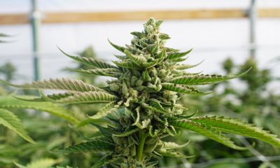 Cannabis médical au Danemark