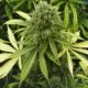 Cannabis médical en Zambie