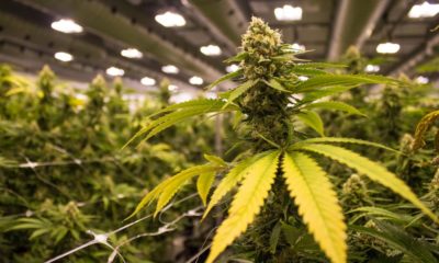 Quota de production de cannabis pour la DEA