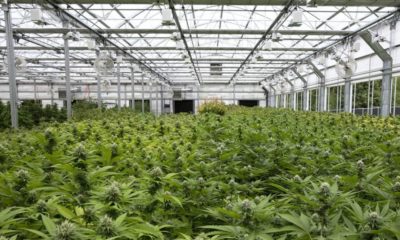 Exportations de cannabis en Israel