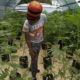Cannabis en Afrique du Sud