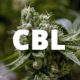 Le cannabicyclol (CBL)