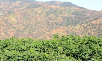 Légalisation du cannabis au Maroc