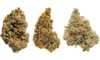 Variétés de cannabis THCV