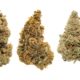 Variétés de cannabis THCV