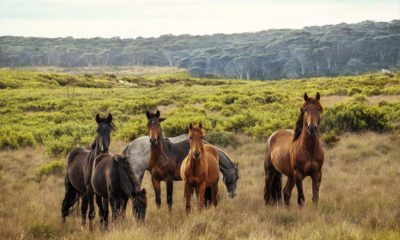 CBD et chevaux