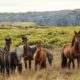 CBD et chevaux