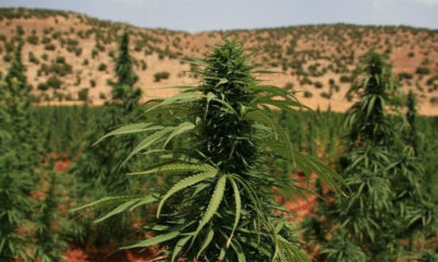 Légalisation du cannabis médical au Liban