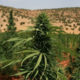 Légalisation du cannabis médical au Liban