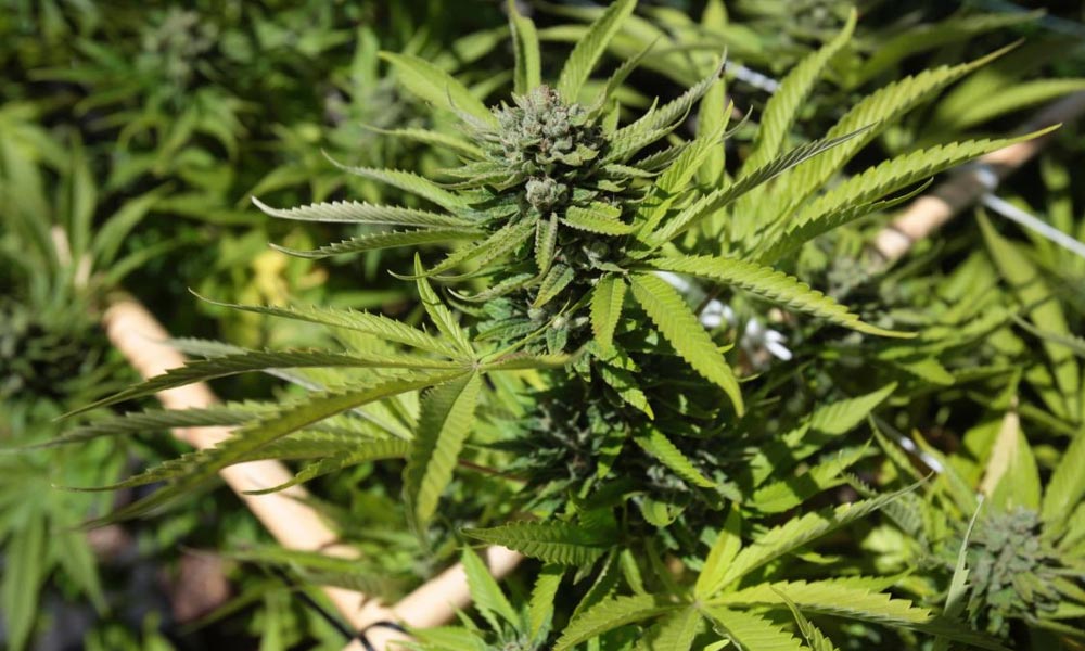 Le Malawi légalise le cannabis médical