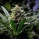 Légalisation des ventes de cannabis au Vermont