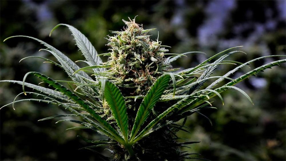 Légalisation des ventes de cannabis au Vermont