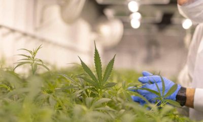 Le cannabis ne guérit pas du coronavirus