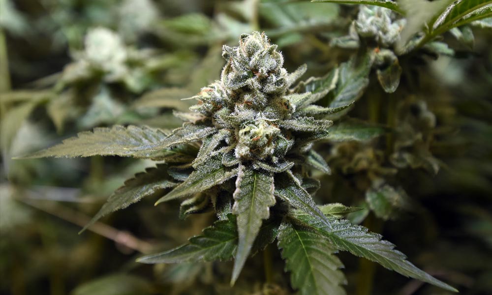 Livraison de cannabis au Colorado
