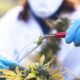 Recherche sur le cannabis