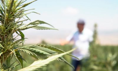 Légalisation du cannabis au Liban
