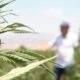 Légalisation du cannabis au Liban
