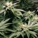 Légalisation du cannabis au New Hampshire