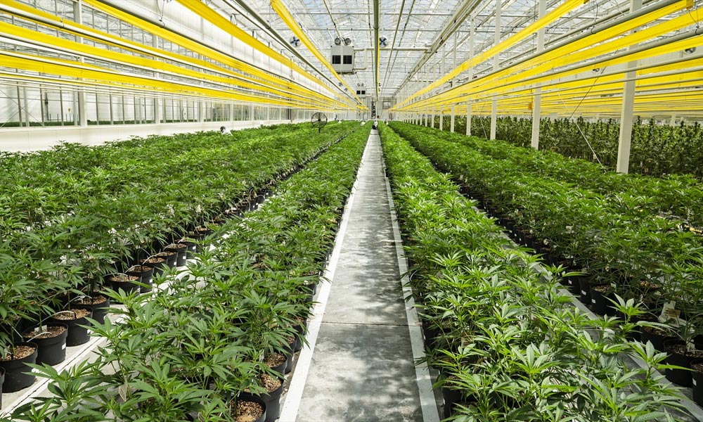 Canopy Growth ferme des cultures