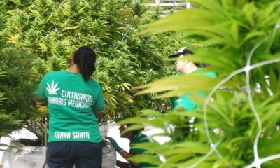 Culture de cannabis au Mexique