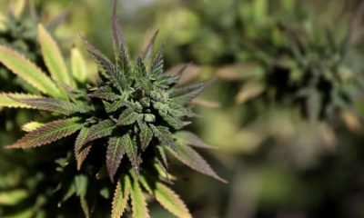 Etudes cannabis et coronavirus