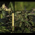 Paradise Seeds variety test