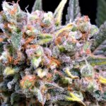 Terpenes and the effects of cannabis
