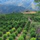Cannabis médical en Albanie