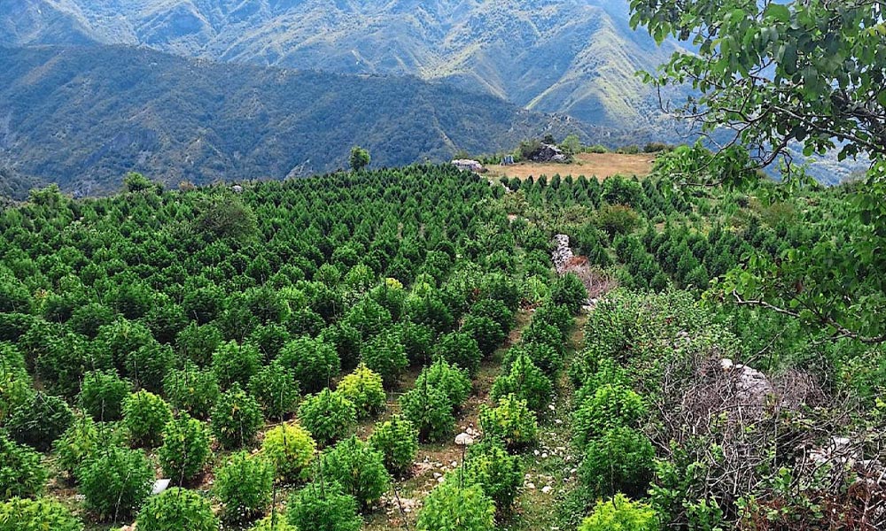 Cannabis médical en Albanie