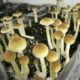 Dépénalisation des champignons à psilocybine à New York