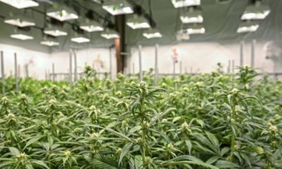 Aurora Cannabis en Suisse