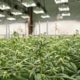 Aurora Cannabis en Suisse