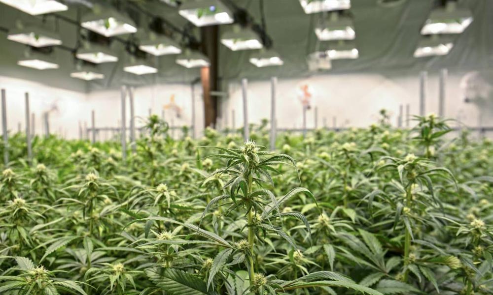 Aurora Cannabis en Suisse