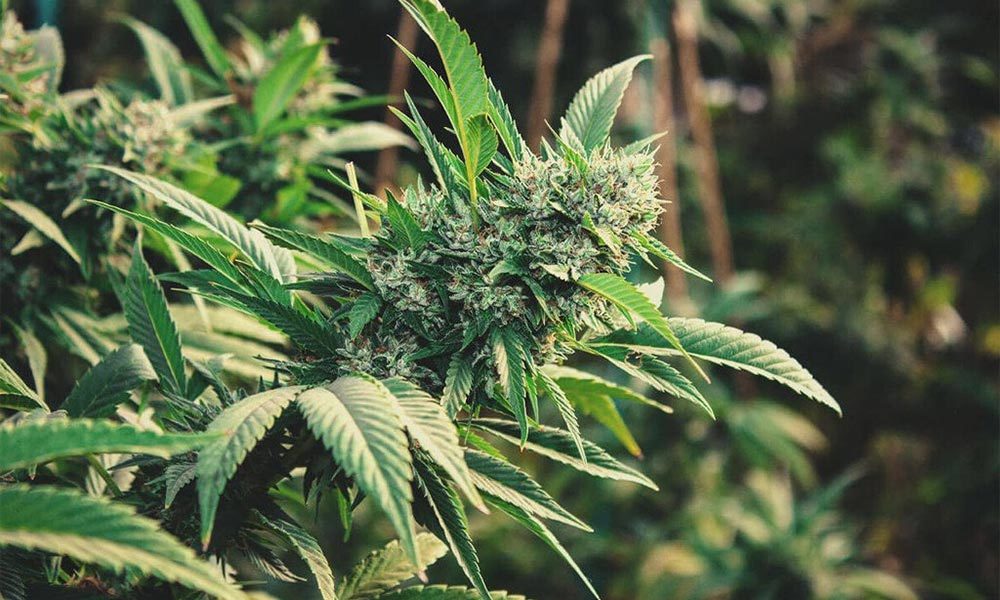 Appels Du 18 Joint Et A Legaliser Le Cannabis En France Newsweed