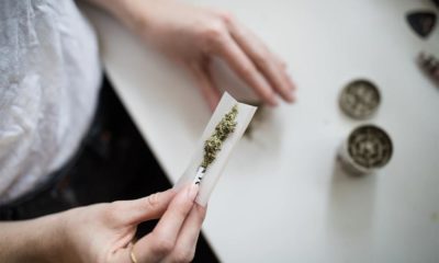 Sondage américain sur la consommation de cannabis