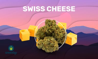 Swiss Cheese