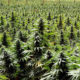 Ventes de cannabis au Canada en mai 2020