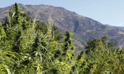 Cannabis au Maroc
