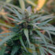 Export de cannabis médical en Jamaïque