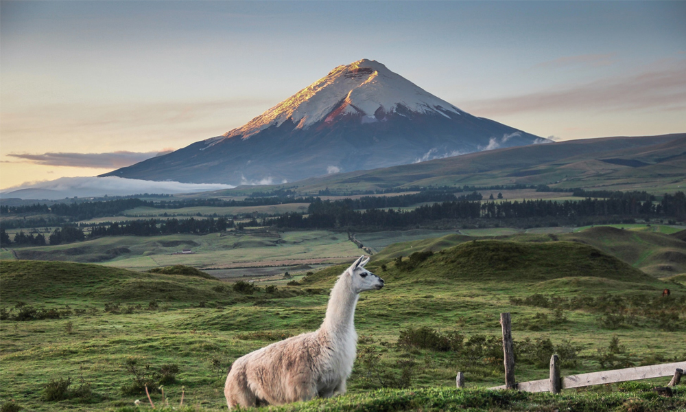 Chanvre en Equateur