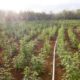 Une ferme de cannabis en Jamaïque