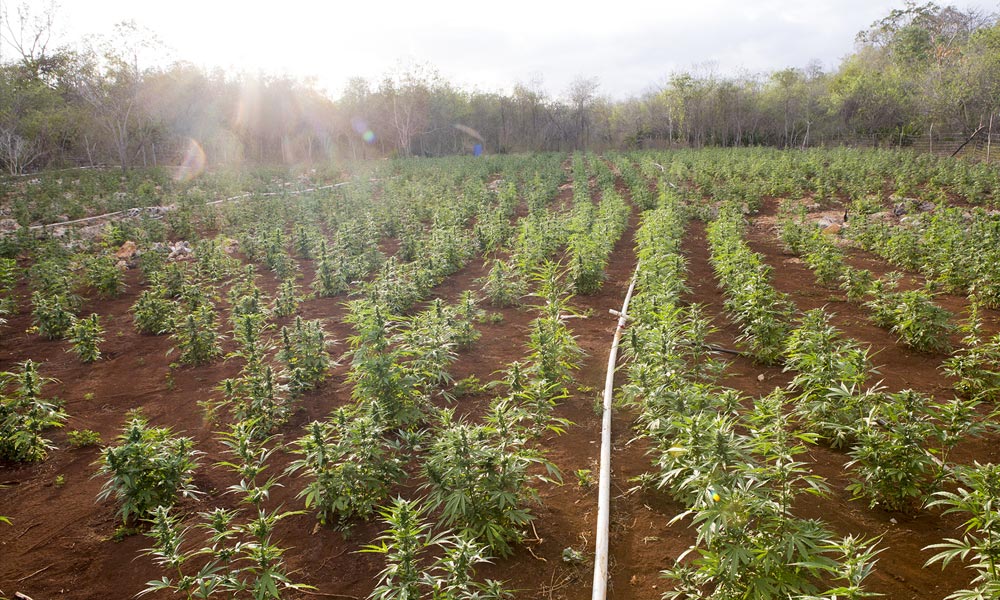 Une ferme de cannabis en Jamaïque