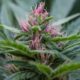 Sondage sur la légalisation du cannabis en Nouvelle-Zélande
