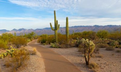 Légalisation du cannabis en Arizona