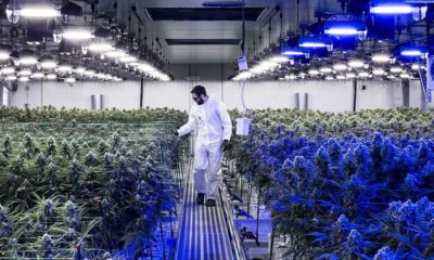 Le cannabis médical en Bourse au Royaume-Uni