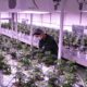 Production de cannabis médical en Macédoine